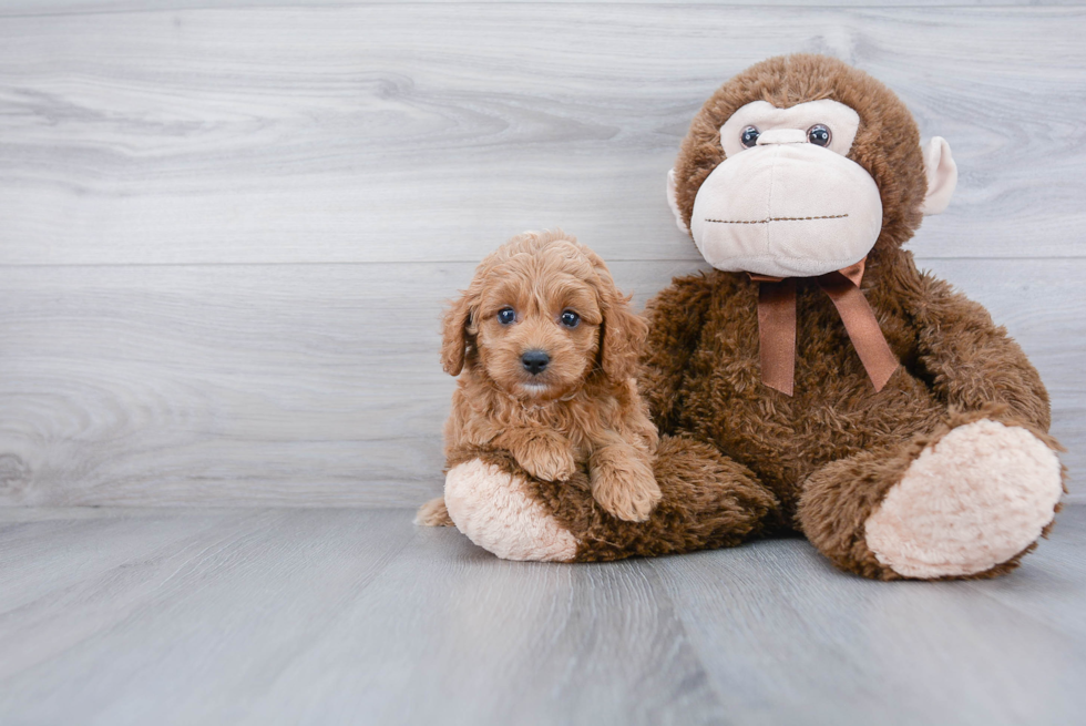 Sweet Cockapoo Baby