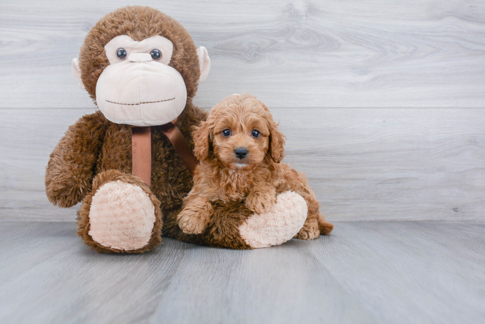 Funny Cockapoo Poodle Mix Pup