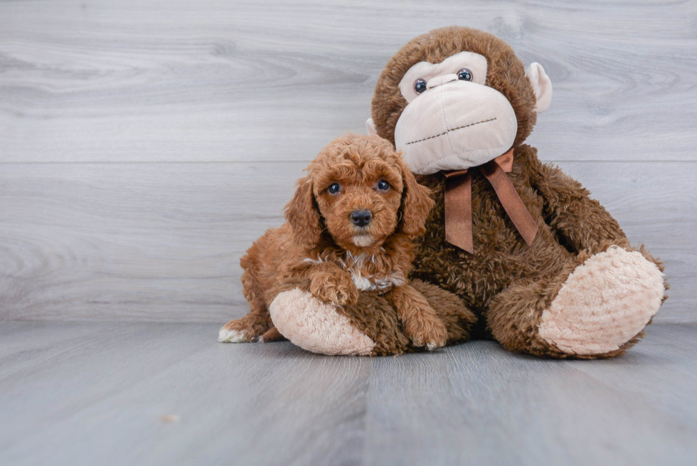 Cute Cockapoo Baby