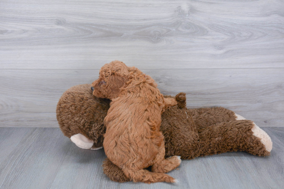 Hypoallergenic Cockerpoo Poodle Mix Puppy