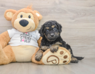 7 week old Cockapoo Puppy For Sale - Premier Pups