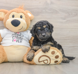 8 week old Cockapoo Puppy For Sale - Premier Pups