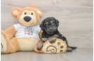 Small Cockapoo Baby