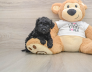 5 week old Cockapoo Puppy For Sale - Premier Pups