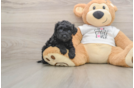 Best Cockapoo Baby
