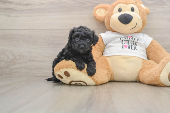 Best Cockapoo Baby
