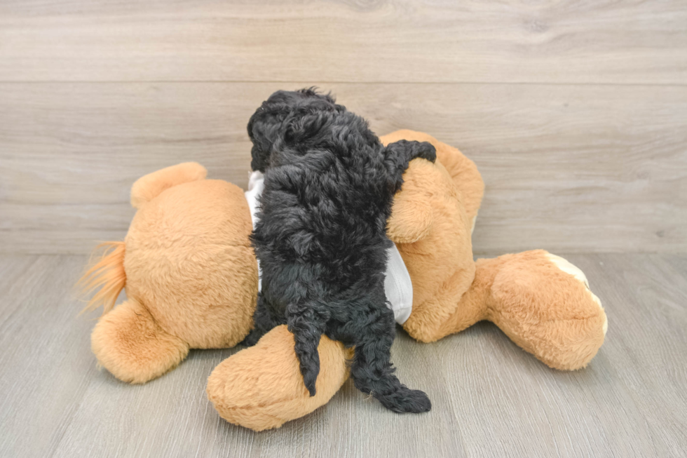 Cockapoo Puppy for Adoption
