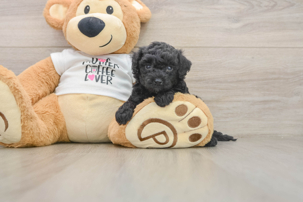 Cute Cockapoo Baby