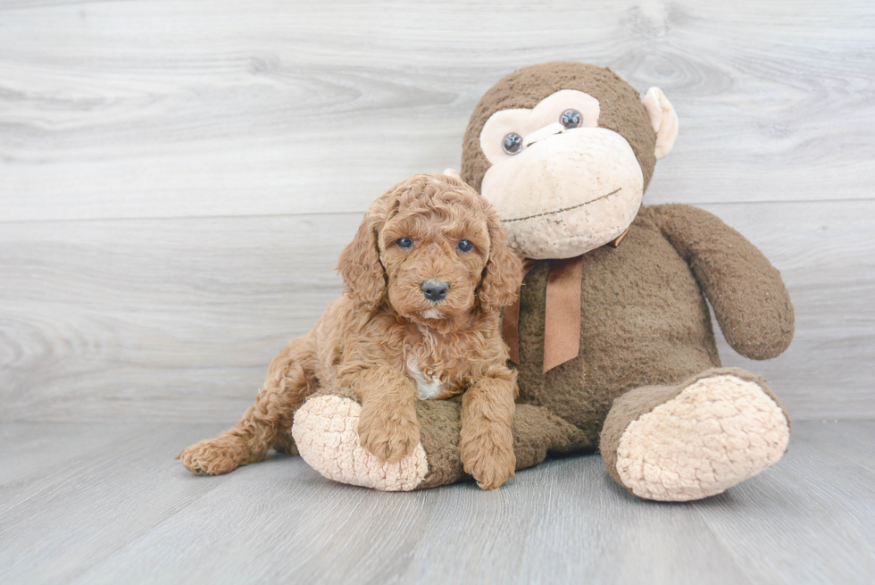 Friendly Cockapoo Baby