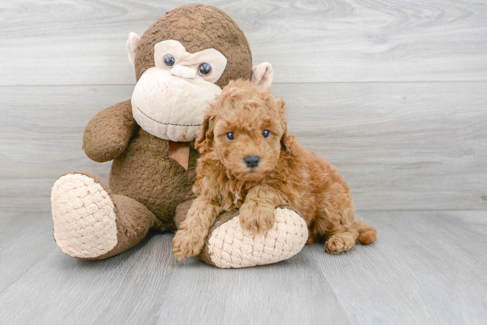 Popular Cockapoo Poodle Mix Pup