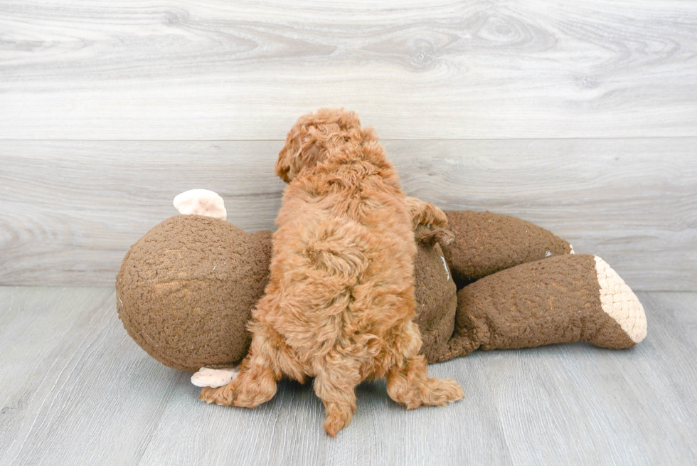 Cockapoo Pup Being Cute