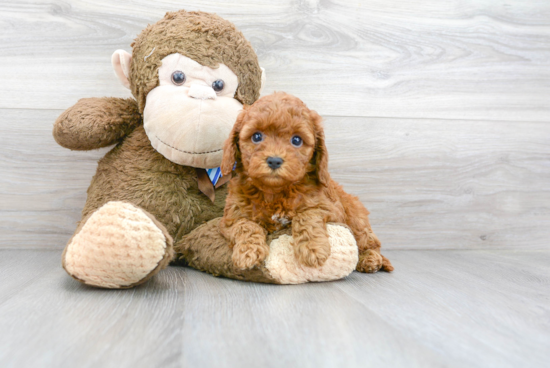 Cockapoo Pup Being Cute