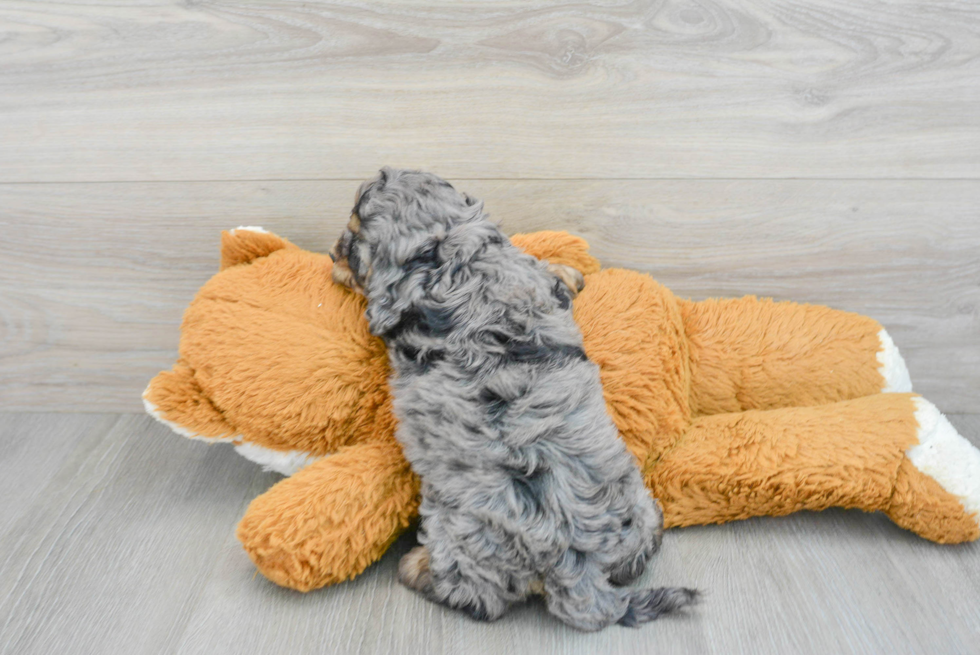 Best Cockapoo Baby