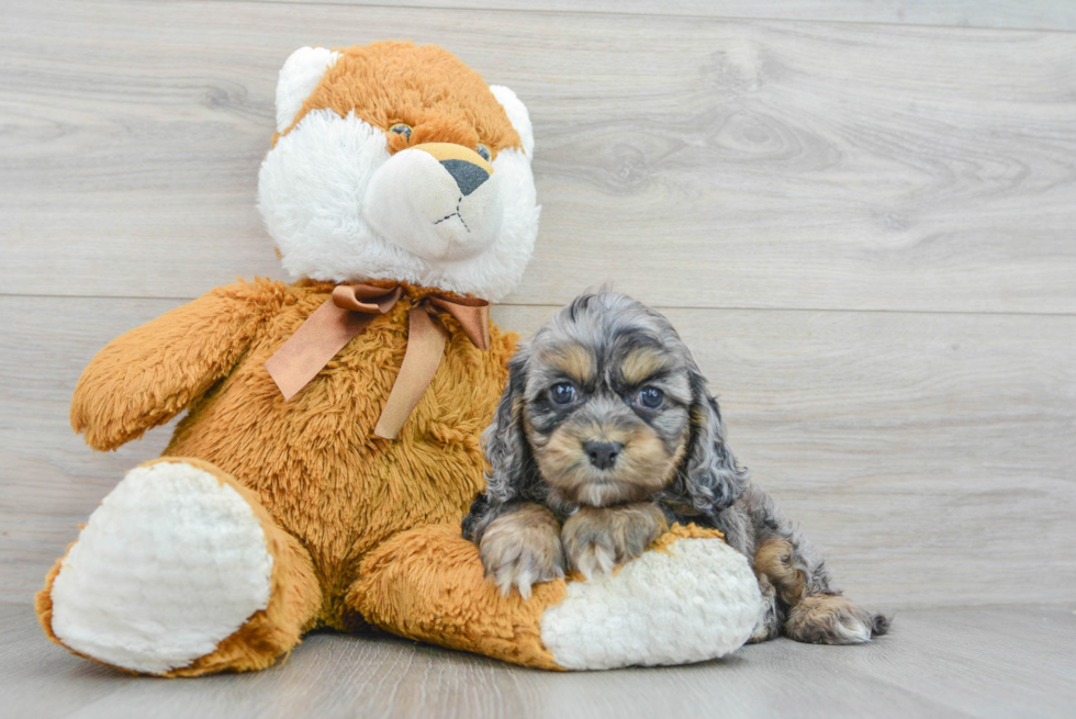 Smart Cockapoo Poodle Mix Pup