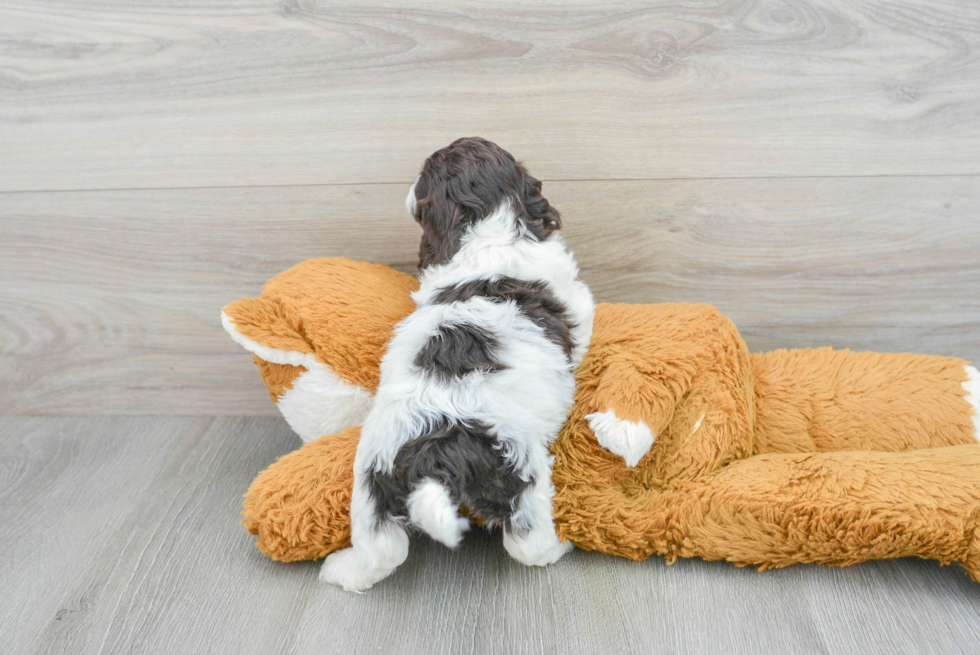 Cockapoo Pup Being Cute
