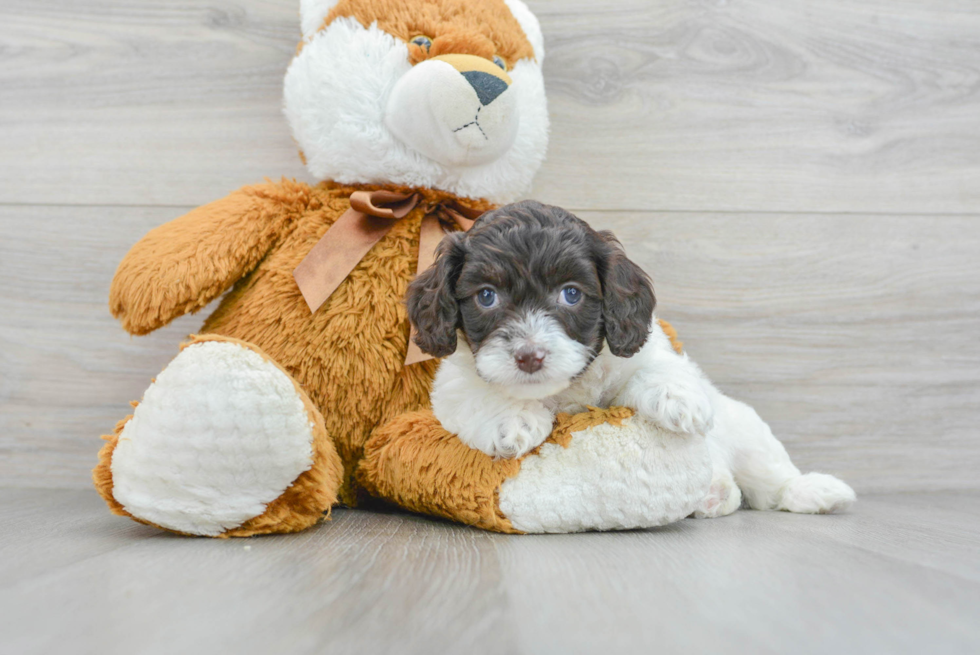 Cockapoo Pup Being Cute