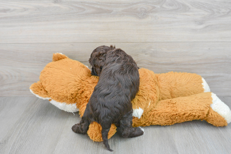 Friendly Cockapoo Baby