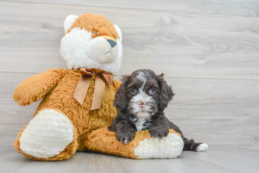 Cockapoo Pup Being Cute