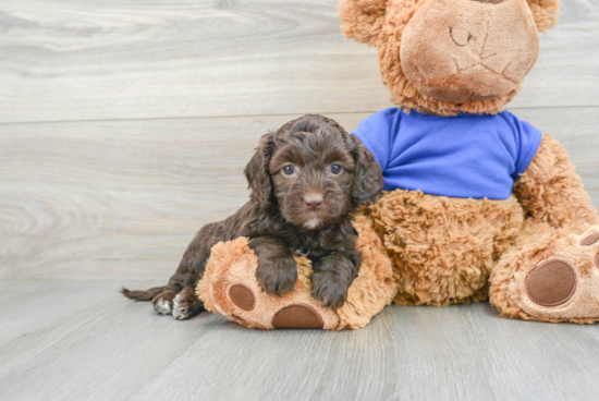 Cockapoo Pup Being Cute