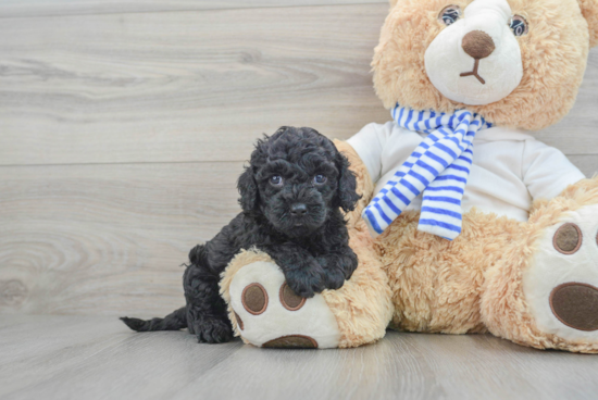 Adorable Cockerpoo Poodle Mix Puppy