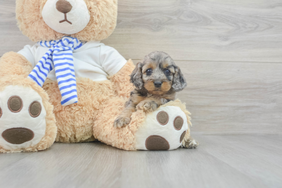 Small Cockapoo Baby