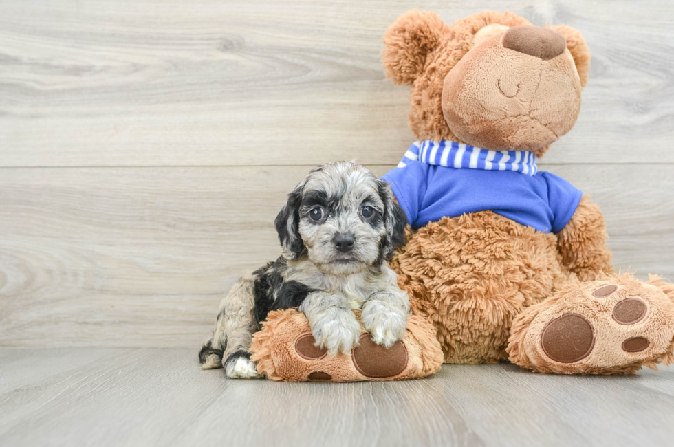 5 week old Cockapoo Puppy For Sale - Premier Pups