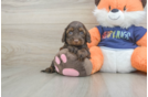 Popular Cockapoo Poodle Mix Pup