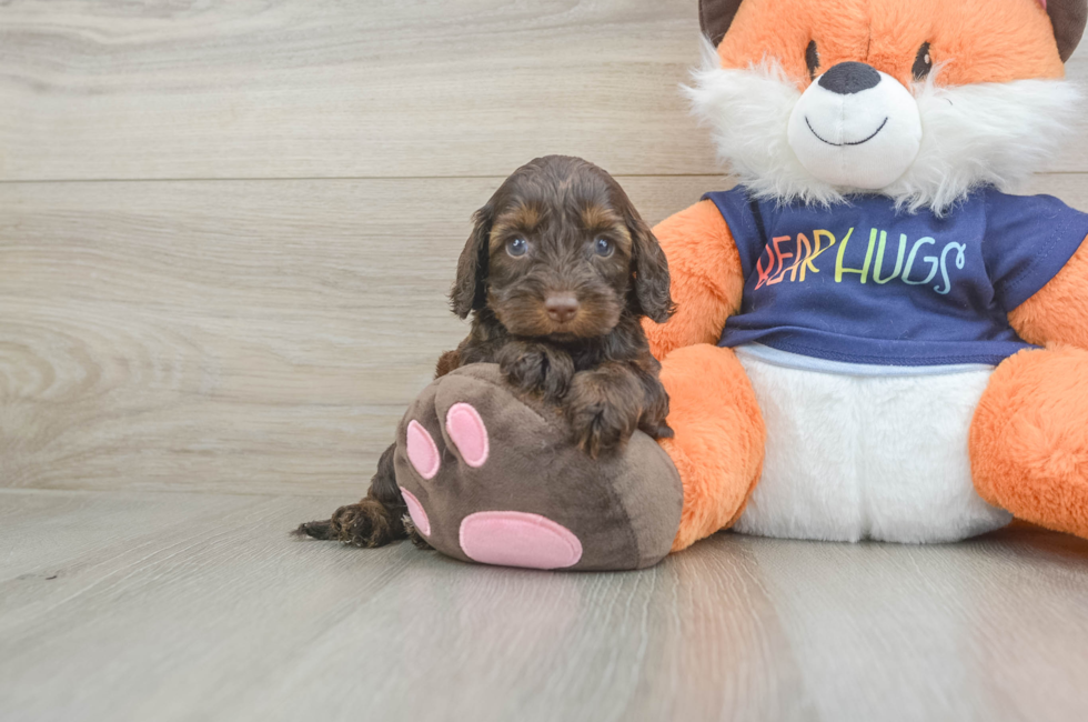 5 week old Cockapoo Puppy For Sale - Premier Pups