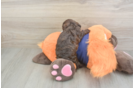 Cockapoo Pup Being Cute