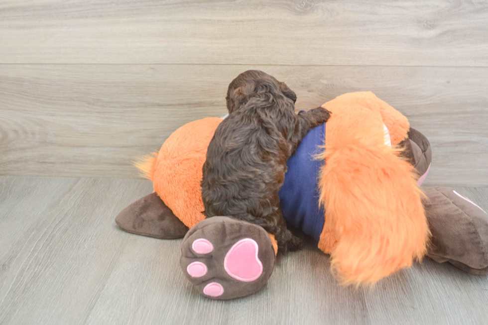 Cockapoo Pup Being Cute