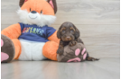 Hypoallergenic Cocker Doodle Poodle Mix Puppy