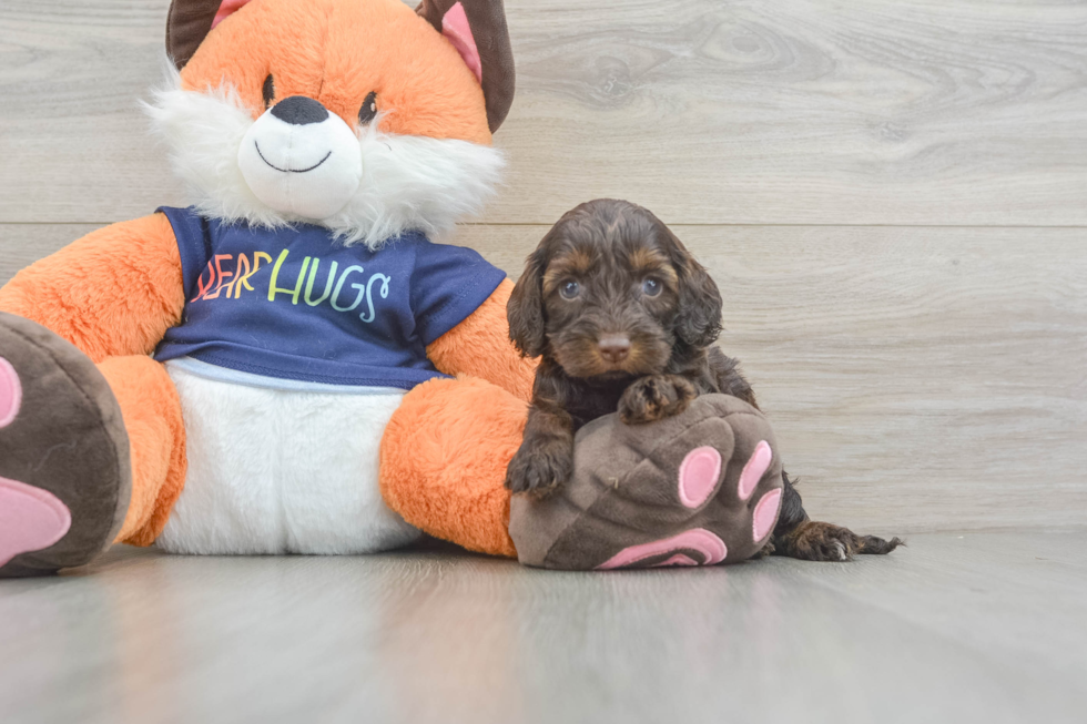 Hypoallergenic Cocker Doodle Poodle Mix Puppy