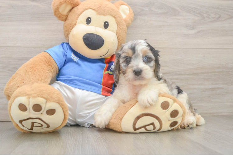 Best Cockapoo Baby
