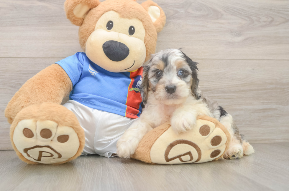 5 week old Cockapoo Puppy For Sale - Premier Pups