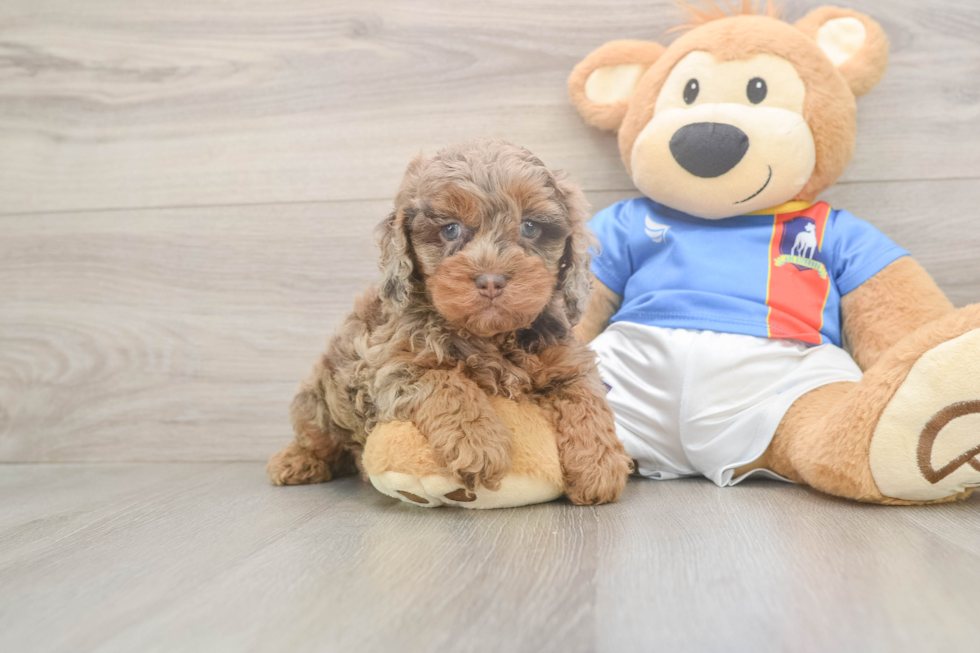 Little Cocker Doodle Poodle Mix Puppy