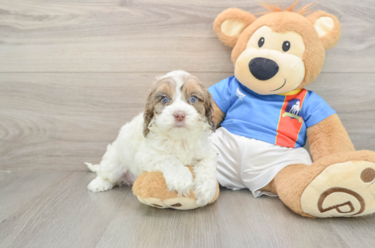 Playful Cocker Doodle Poodle Mix Puppy