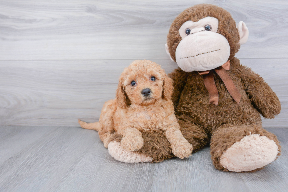 Cockapoo Puppy for Adoption