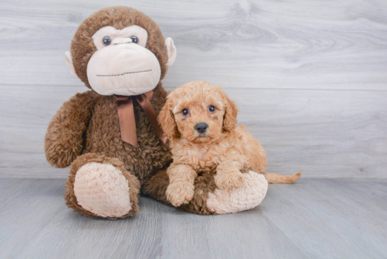 Little Cockerpoo Poodle Mix Puppy