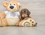 7 week old Cockapoo Puppy For Sale - Premier Pups
