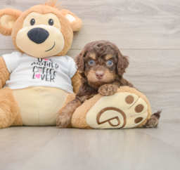 8 week old Cockapoo Puppy For Sale - Premier Pups