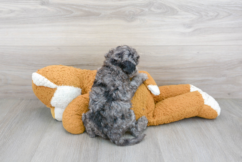 Cute Cockapoo Baby