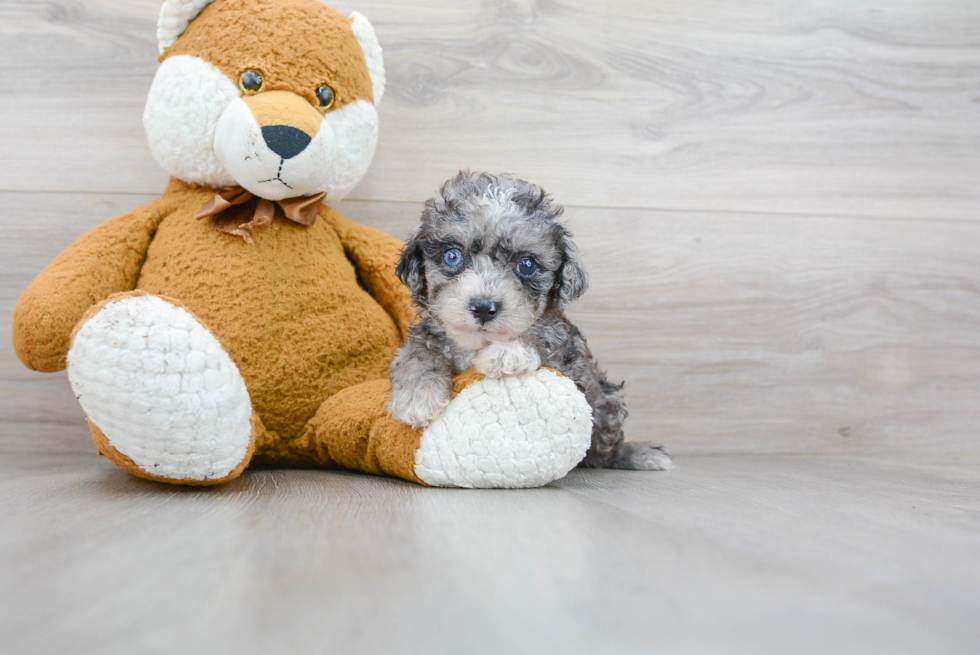 Cockapoo Pup Being Cute