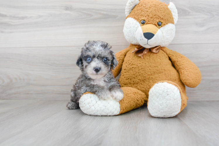 Cute Cockapoo Baby