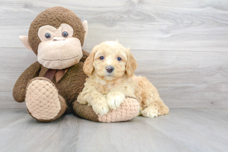 Cockapoo Puppy for Adoption