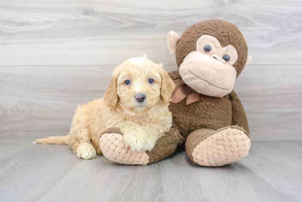 Best Cockapoo Baby