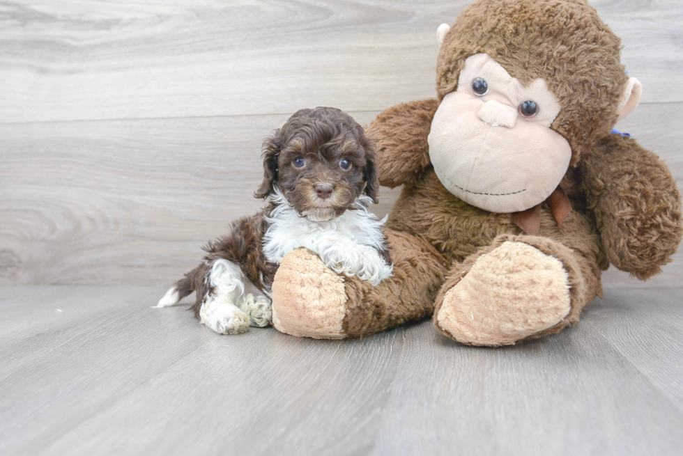 Cute Cockapoo Baby