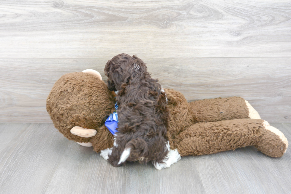 Cockapoo Pup Being Cute