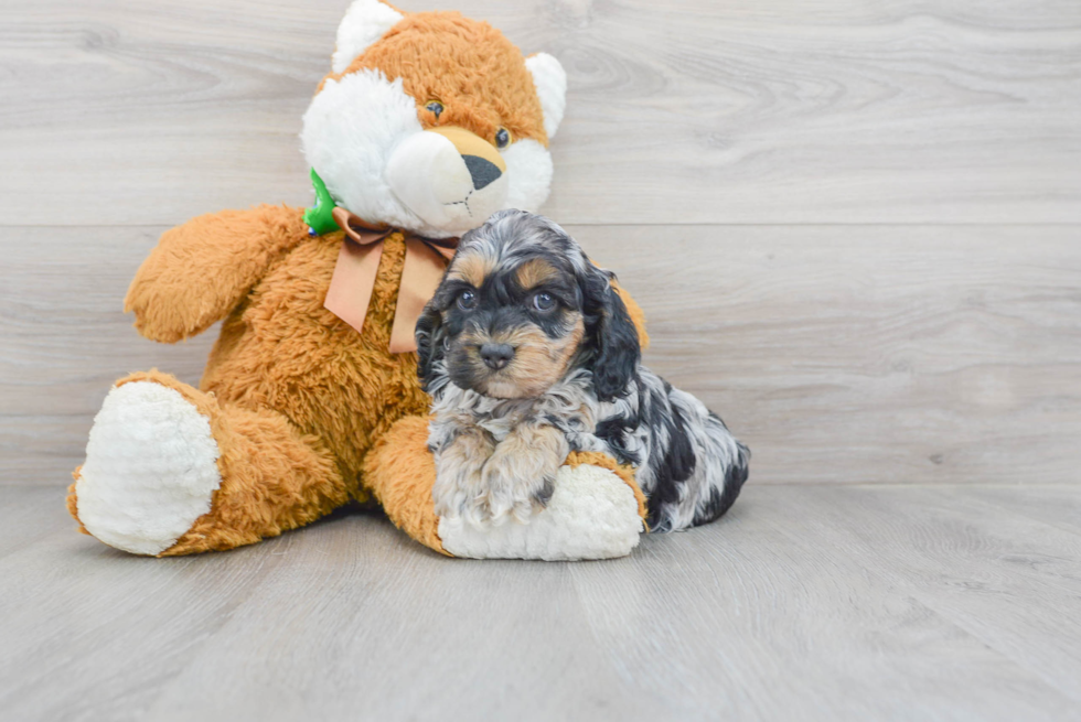 Friendly Cockapoo Baby