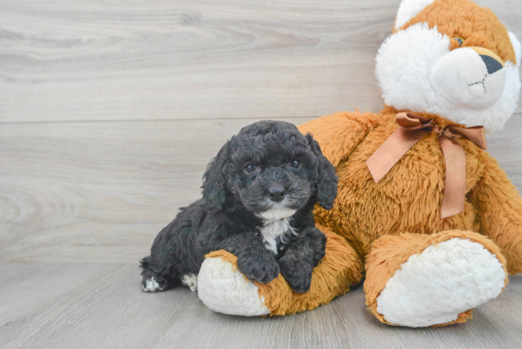 Best Cockapoo Baby