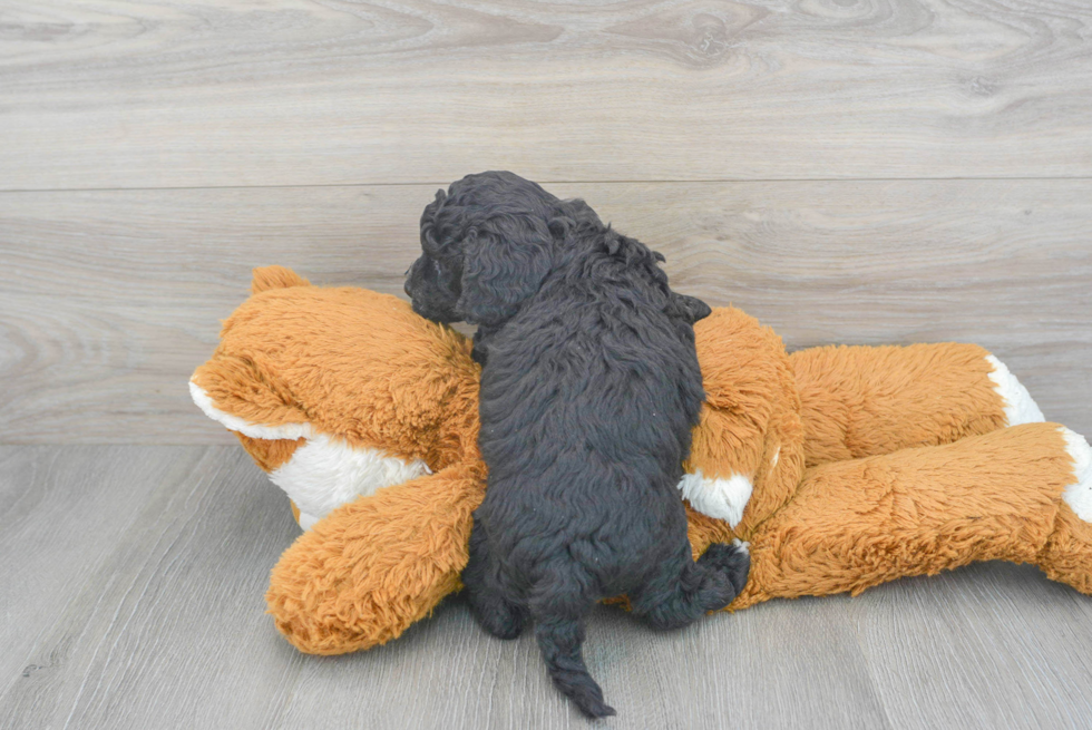 Cockapoo Pup Being Cute